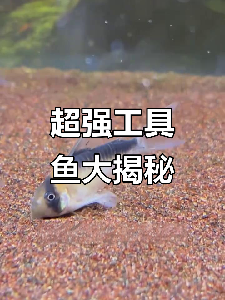 10种超强工具鱼，轻松清理鱼缸水藻残渣