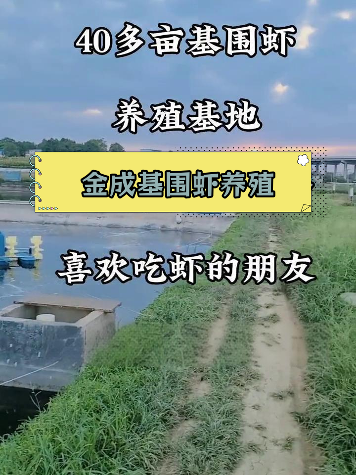 成都金成基围虾养殖基地,15年合同,家人陪伴