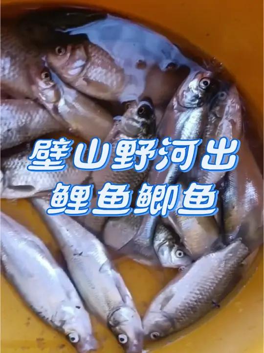 壁山野河鲤鱼鲫鱼可以,个体一般,鲤鱼基本一斤起步 钓点分享 钓鱼人就是这么疯狂 附近钓点