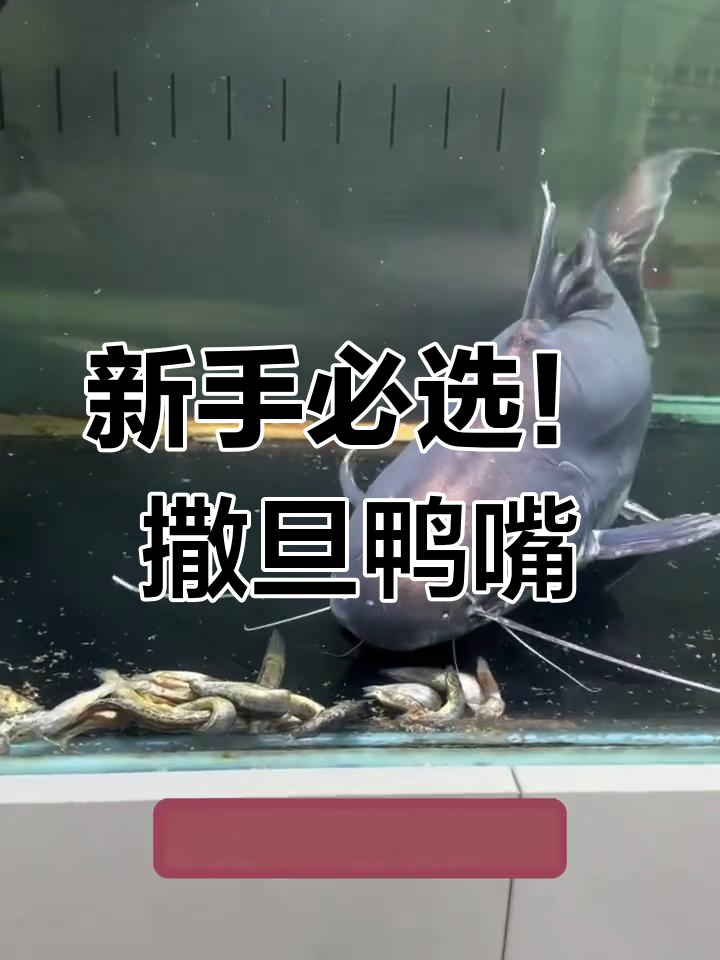 撒旦鸭嘴:最适合新手养的观赏鱼,活泼又耐养