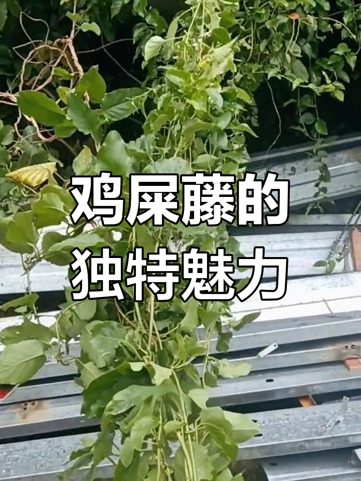鸡屎藤:臭名远扬却有药用价值,了解这种奇特植物