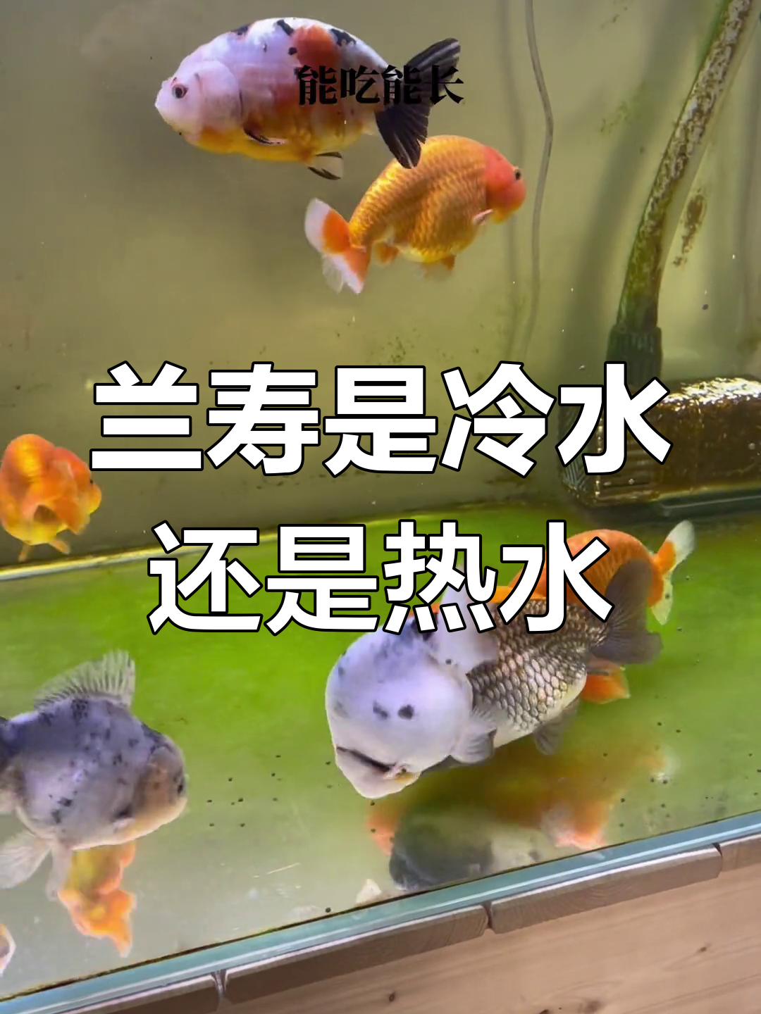 兰寿金鱼:冷水与热带鱼的区别解析