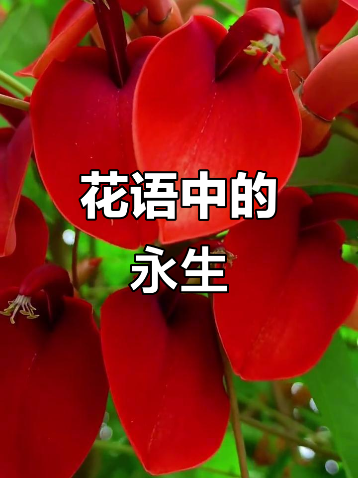 鸡冠刺桐,象征永恒与繁荣,绽放如孔雀开屏般美丽