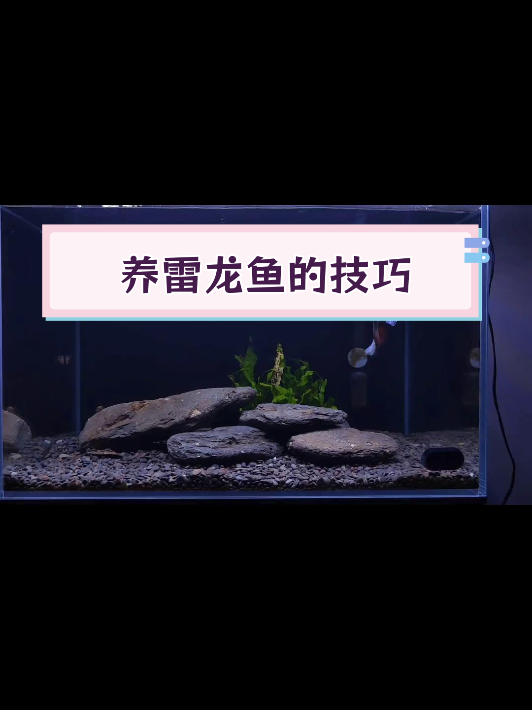 雷龙鱼饲养全攻略:幻彩蓝宝石品种与注意事项