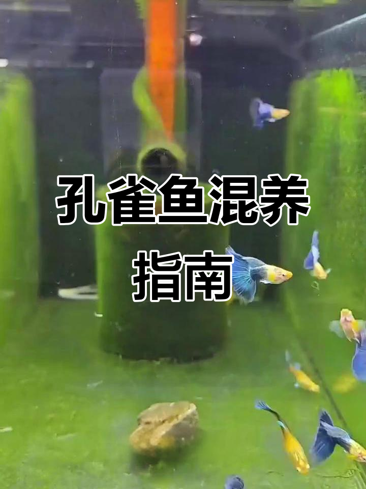 孔雀鱼宜与温和小鱼共养,避免强攻击性鱼类