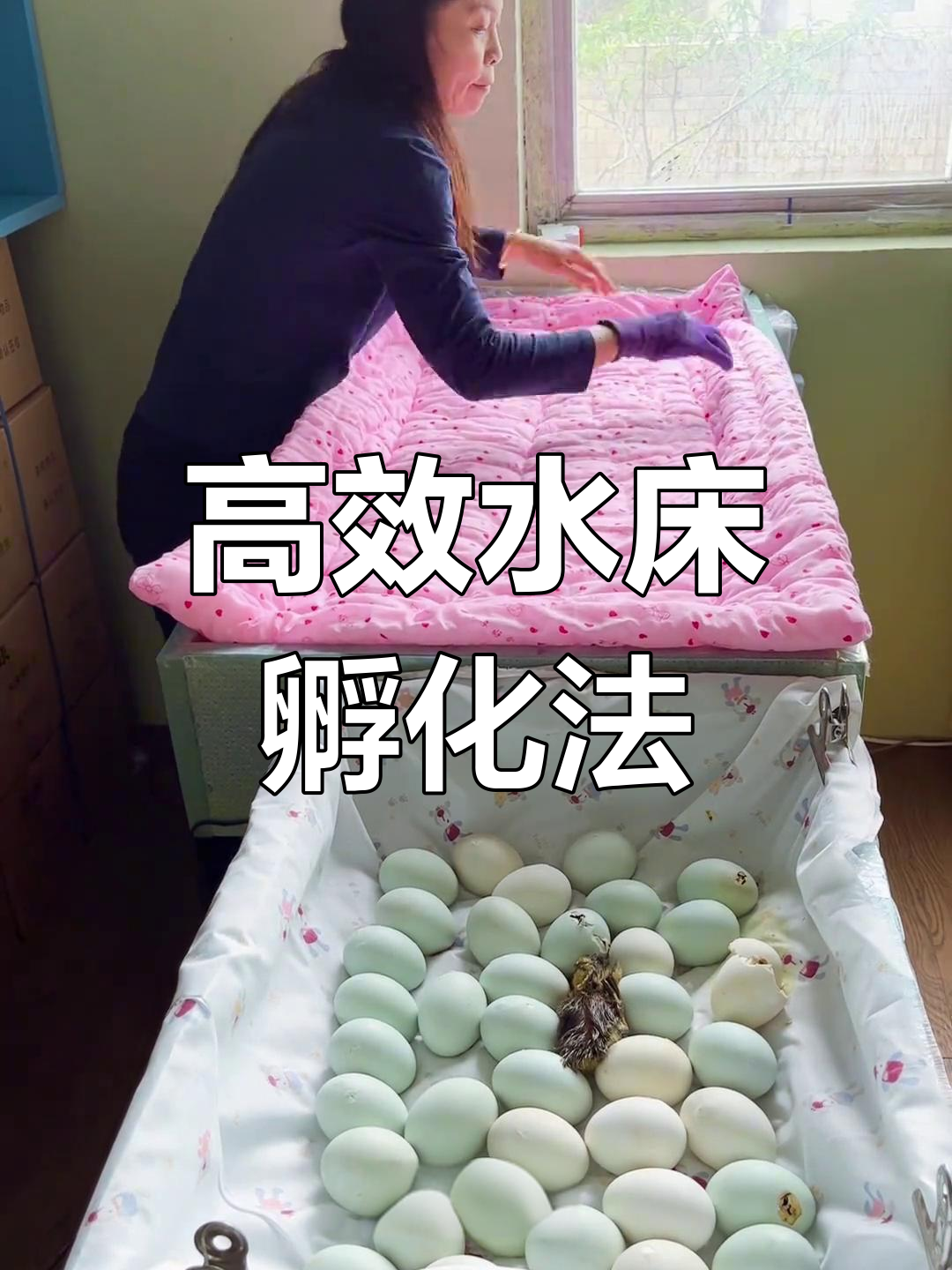 水床孵化器使用技巧:如何调节温度,提高出壳率
