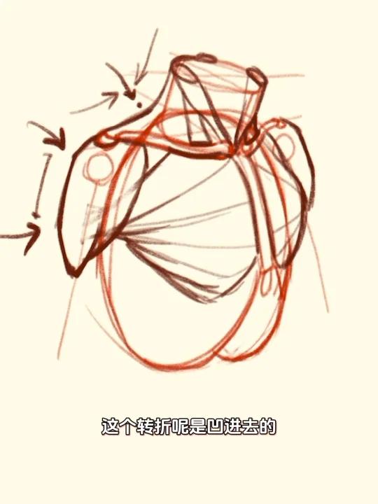 画肩胸部?这样画肌肉结构更立体、更生动!
