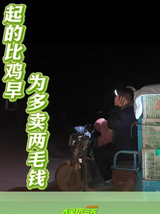 起得比鸡早 就为菜价多卖两毛