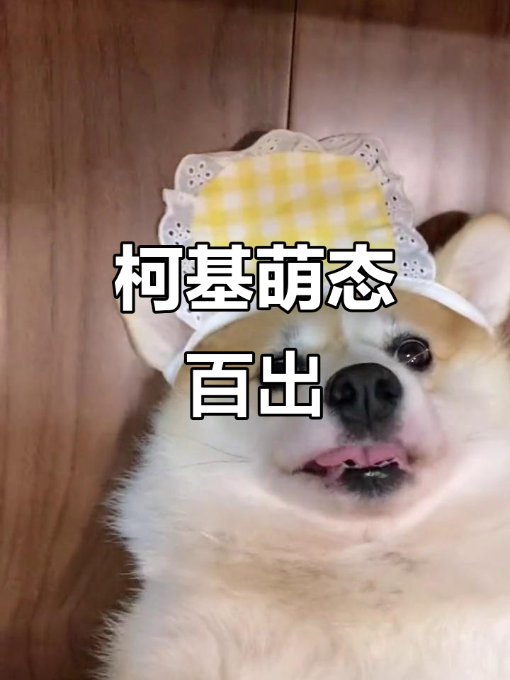 柯基新造型大揭秘,萌宠日常超可爱