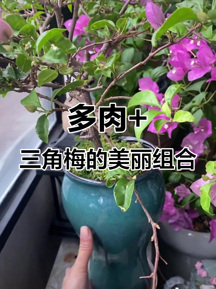 三角梅与多肉植物搭配，陶瓷花盆让它们更美