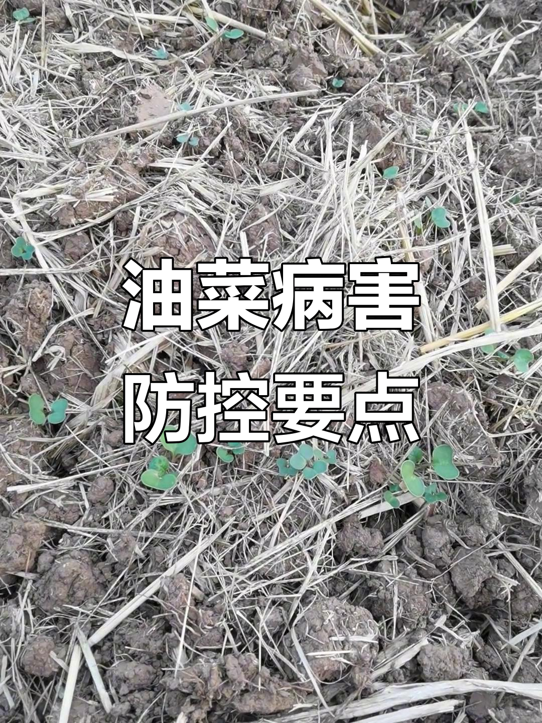 油菜病虫害防治技巧,助力农民增产无忧