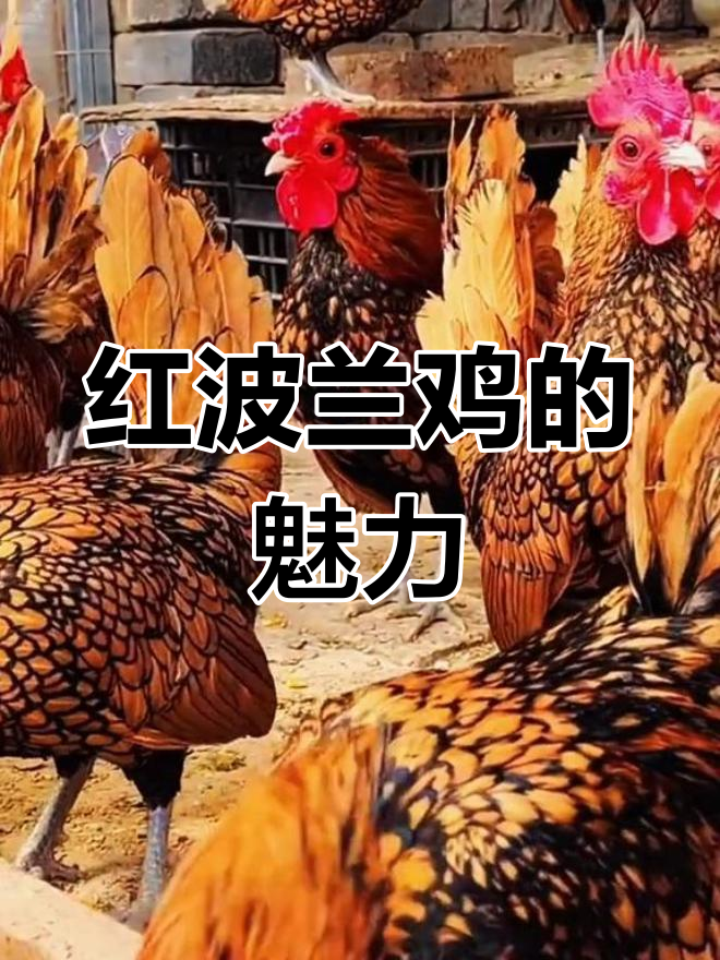 波兰红鸡:火焰般的美丽与活泼