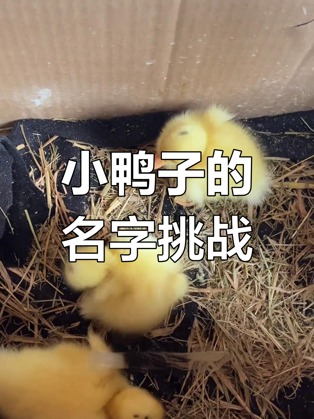 捡到三只小鸭子,取名字成了大难题!