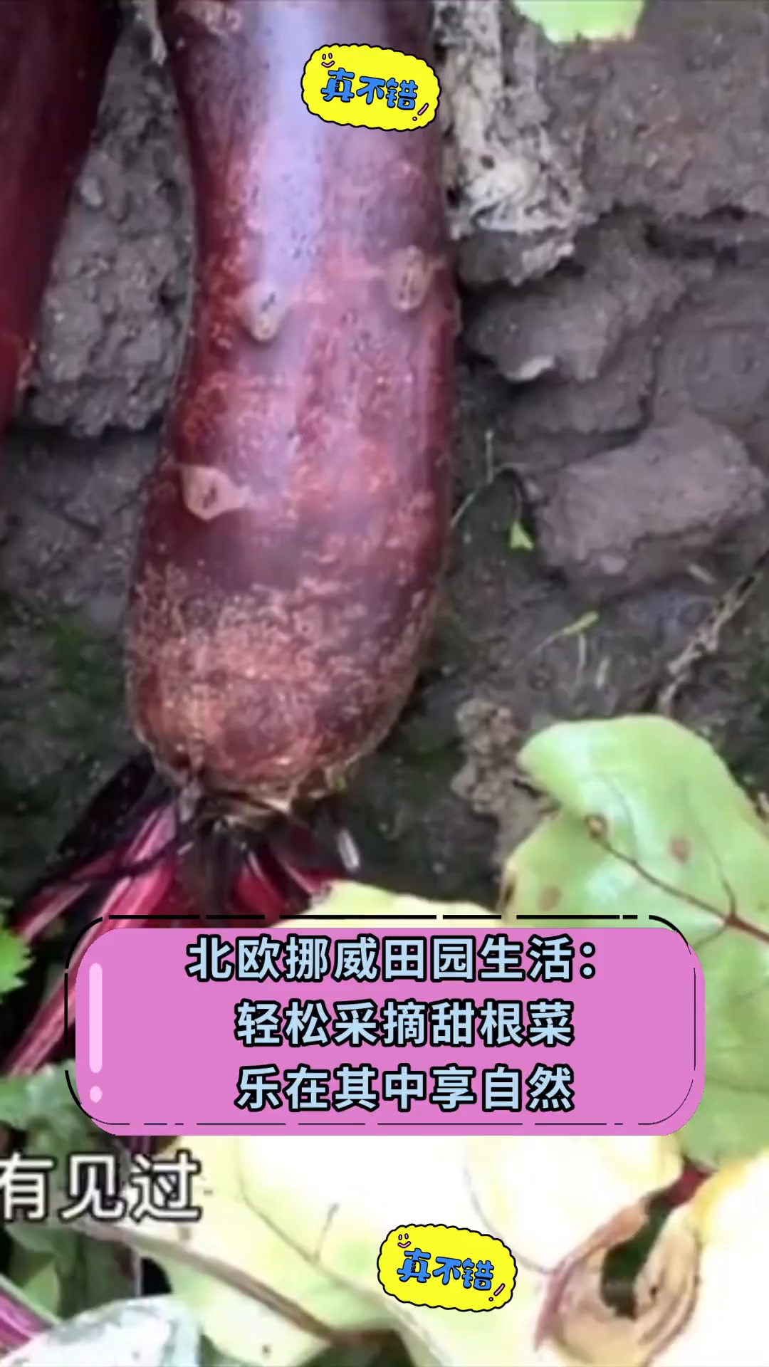北欧挪威田园生活:轻松采摘甜根菜 乐在其中享自然