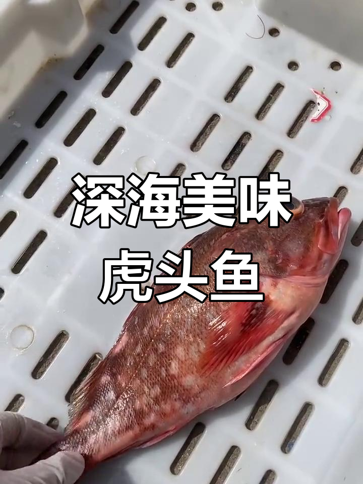 深海虎头鱼,肉质鲜美细腻,煎煮皆宜,营养丰富!