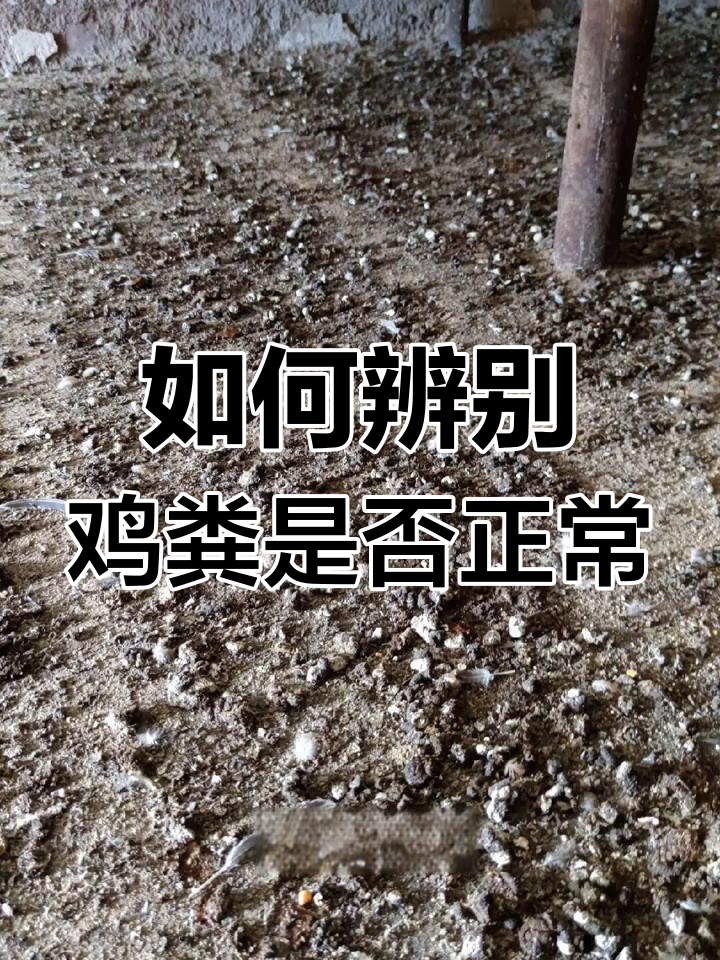 鸡的正常粪便识别指南