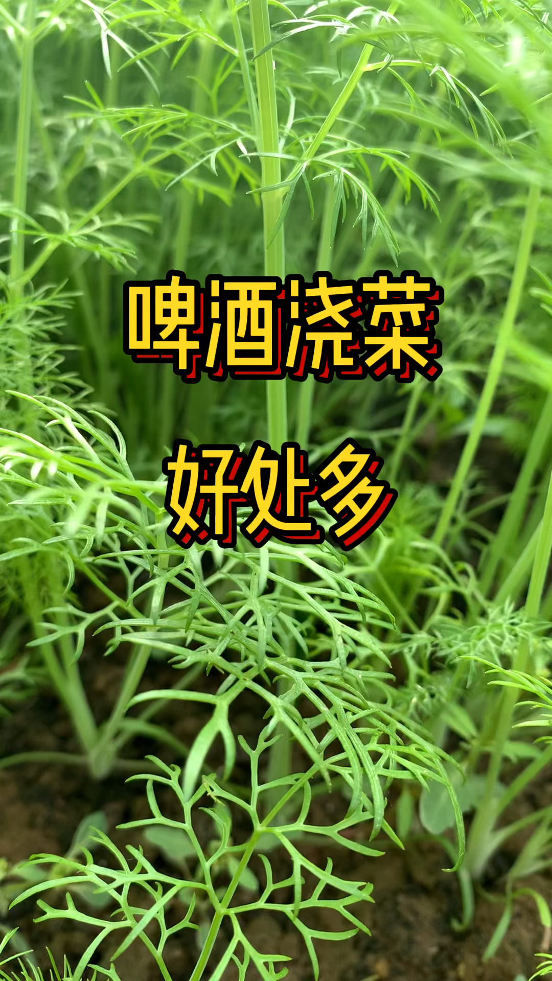 啤酒浇菜好处多