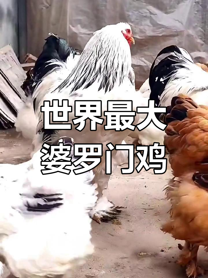 婆罗门鸡:世界最大观赏鸡,性格温顺成土豪宠物