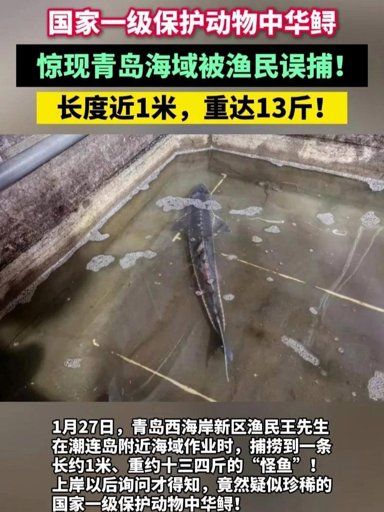 国家一级保护动物中华鲟惊现青岛海域被渔民误捕!长度近1米,重达13斤!#中华鲟 #鲟鱼 #