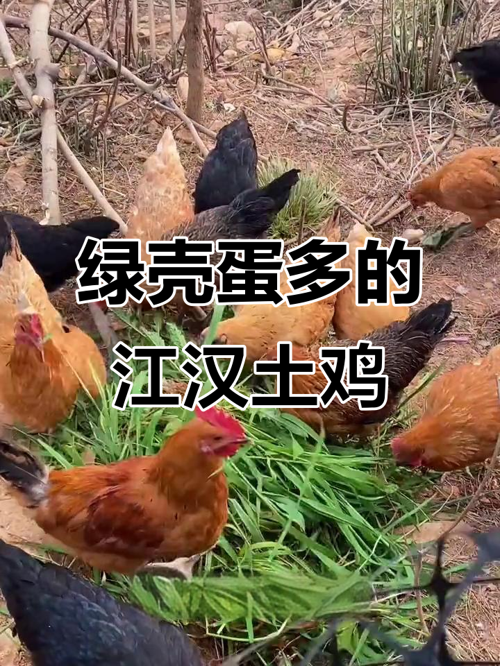 江汉土鸡开产,绿壳鸡蛋超多!