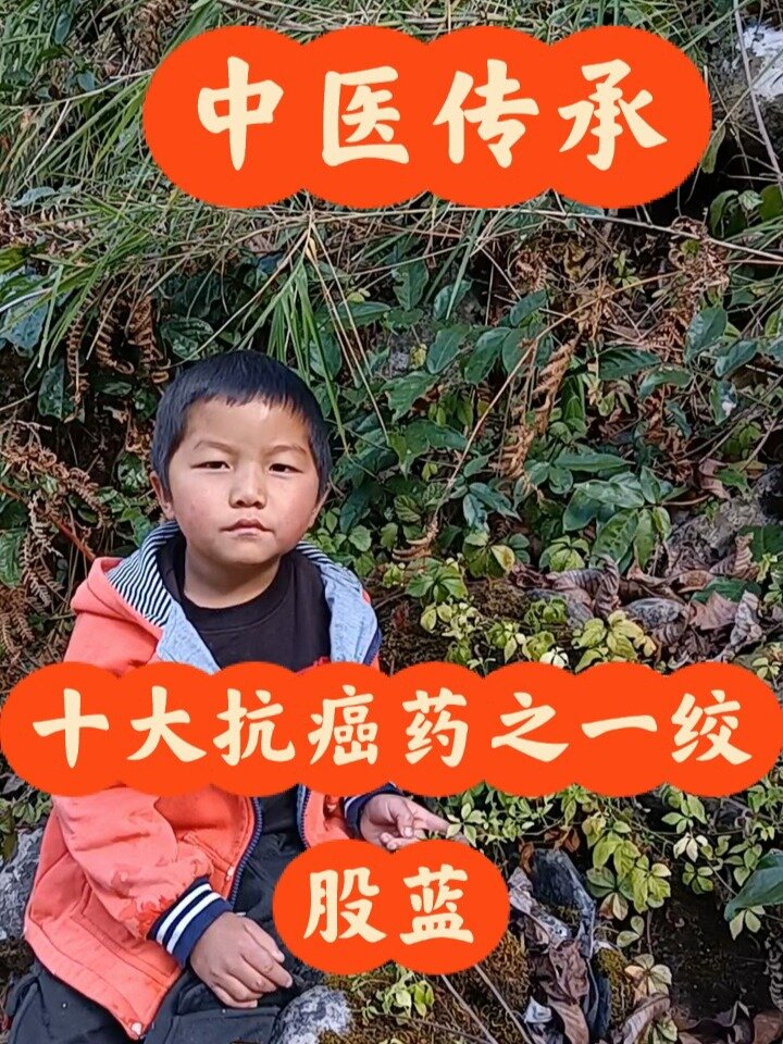 绞股蓝,清热解毒,抗癌,降三高,祛痰止咳