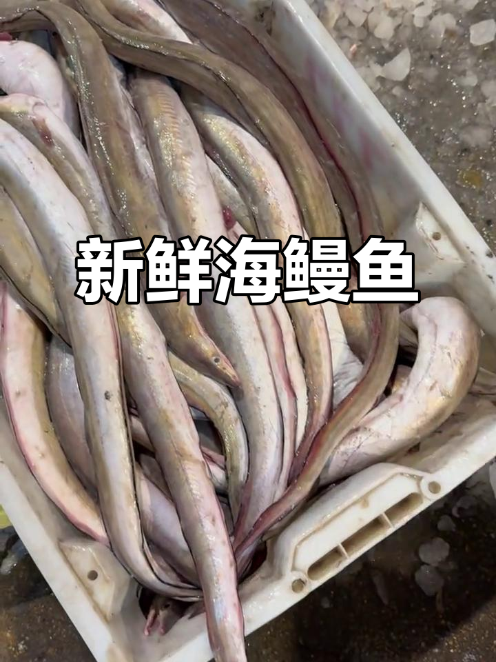 海鳗鱼新鲜美味,冰鲜十八块八一斤