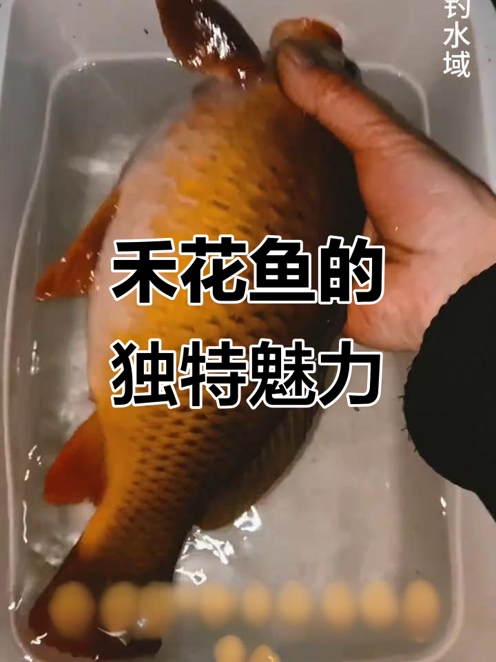 禾花鱼,鲤科中的独特变种,体色乌褐,形态优雅
