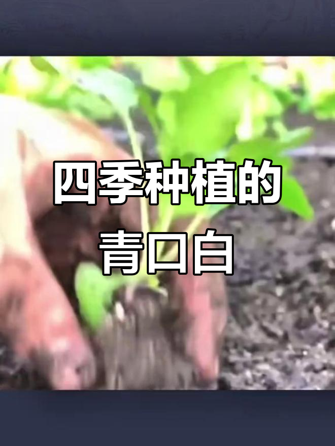 甜脆青口白种子，四季蔬菜必备！秋播早熟大白菜品种