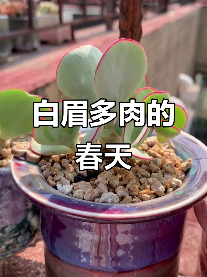 春季多肉植物的生命律动，白眉的顽强与美丽