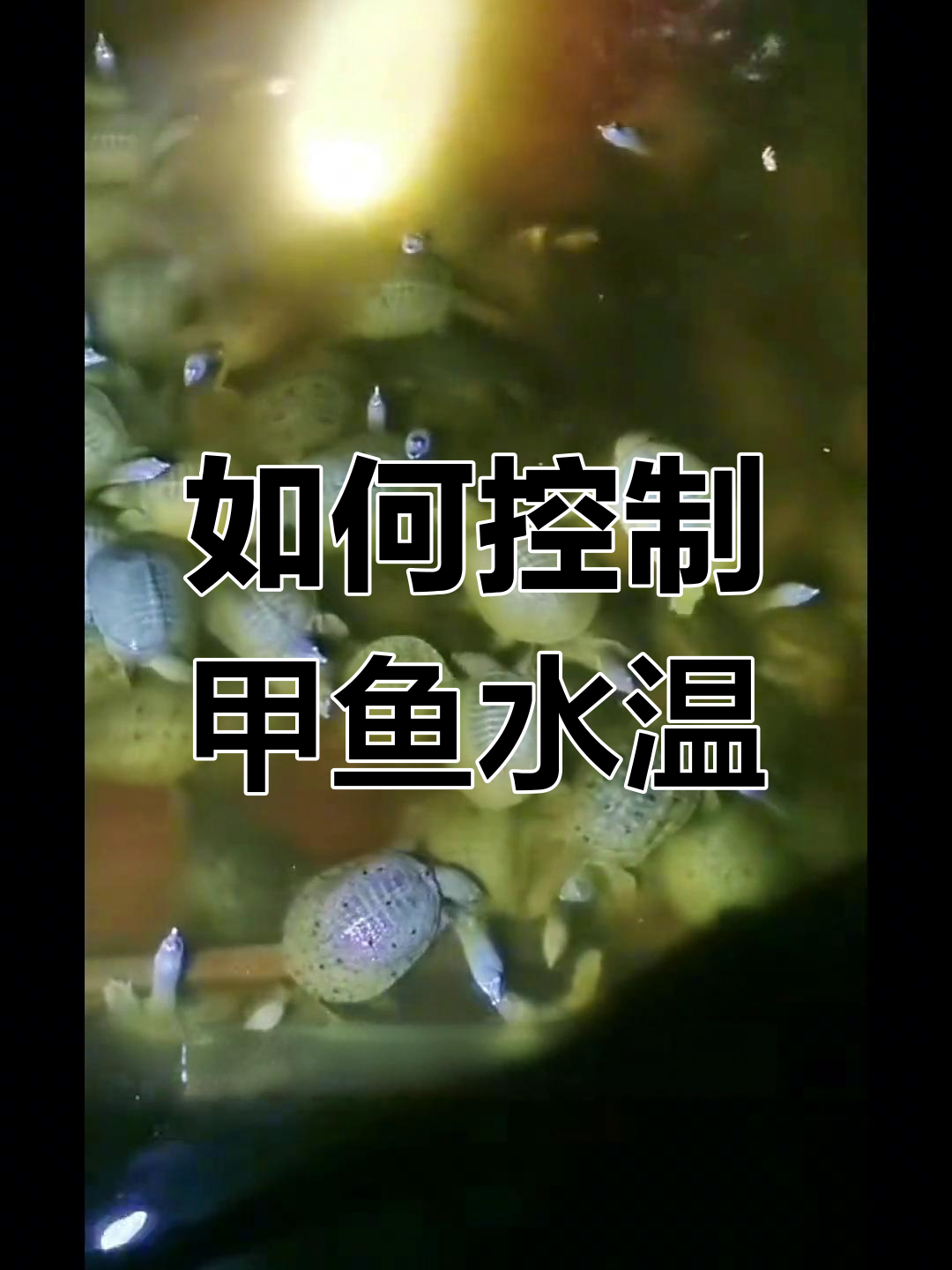 甲鱼养殖温度管理技巧,避免常见问题