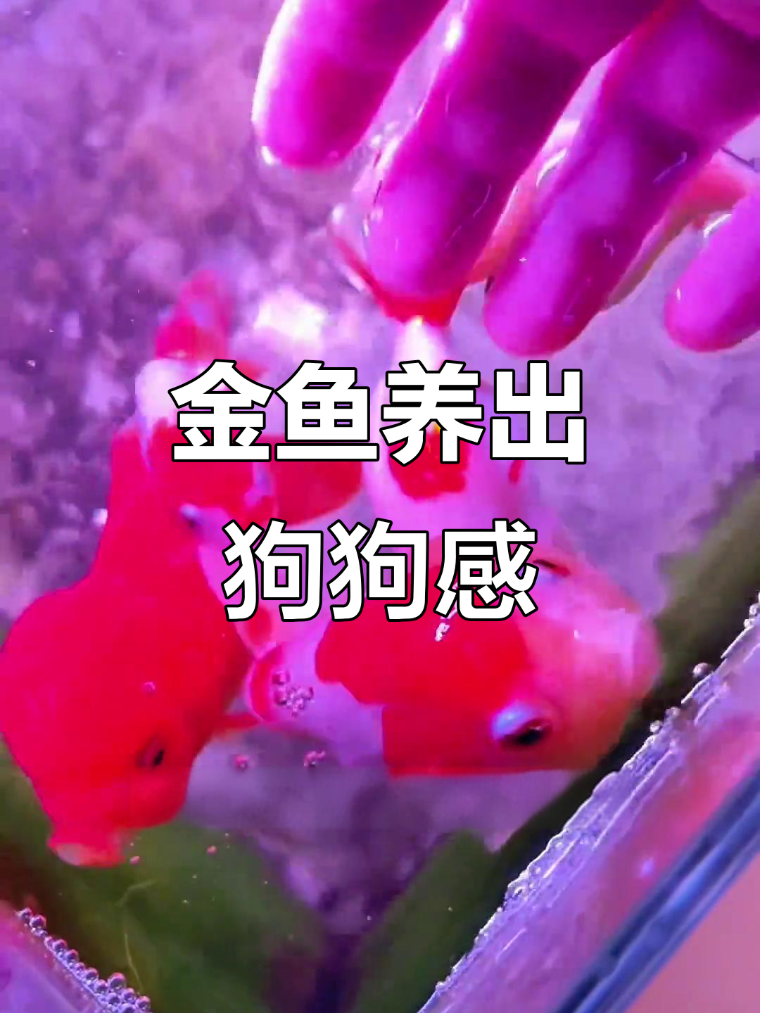 金鱼也能像狗一样摇尾巴,下班遛鱼的乐趣你试过吗?