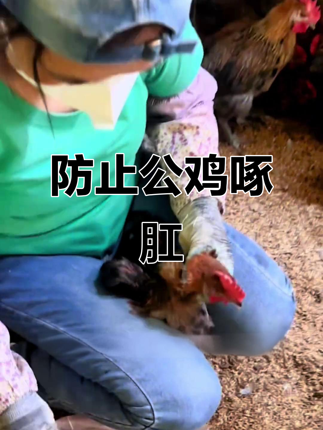 公鸡戴眼镜防打架,操作超简单