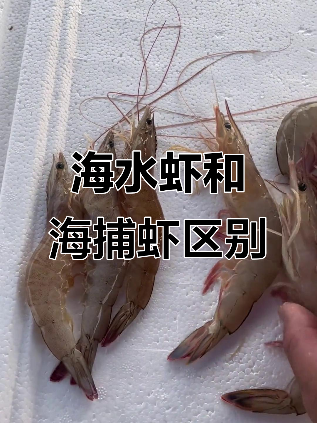 海水虾与海捕虾的区别,如何分辨它们的特点