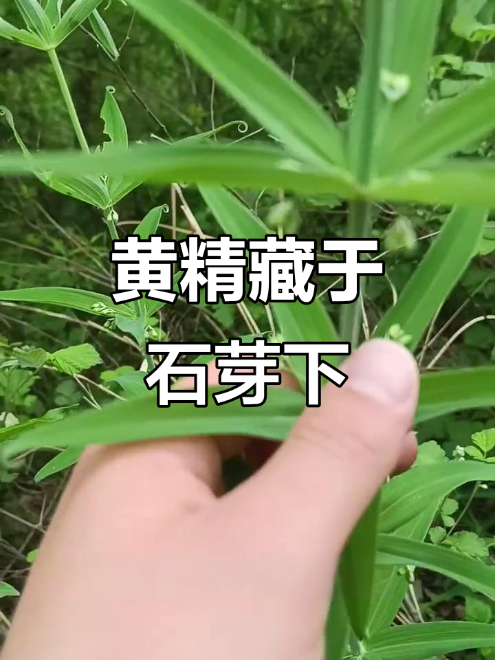 伏牛山鸡头黄精:石崖下的宝藏药材