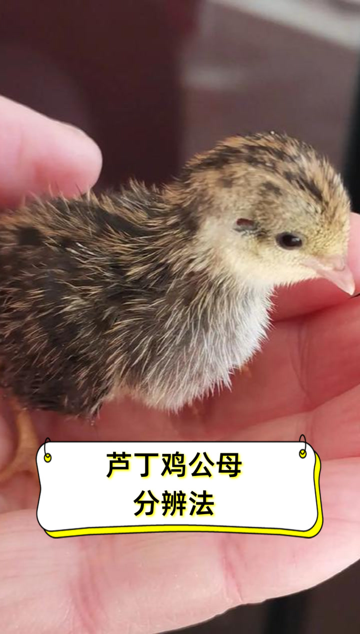 芦丁鸡公母分辨法