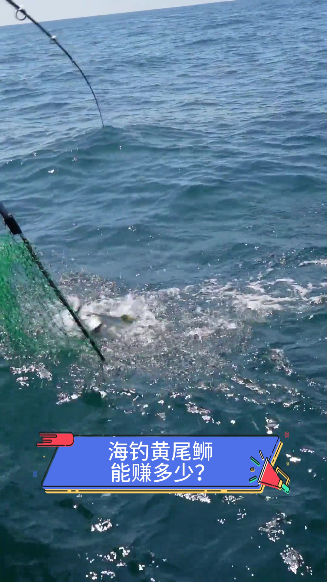 海钓黄尾,能赚多少?