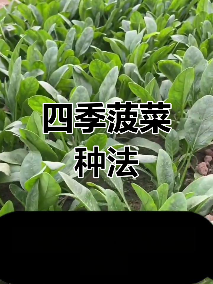 四季菠菜种植技巧,掌握这些方法让你轻松丰收