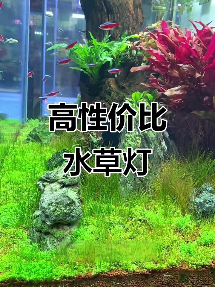 鱼缸灯光升级,拍出唯美水草大片