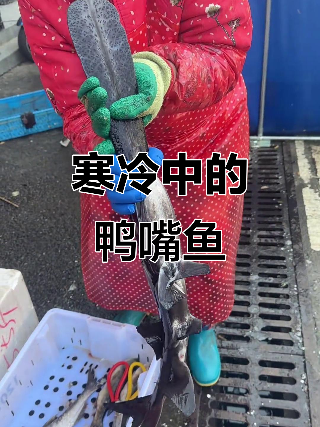 寒冷的天气让鸭嘴鱼也打起了瞌睡，15元一斤新鲜出售