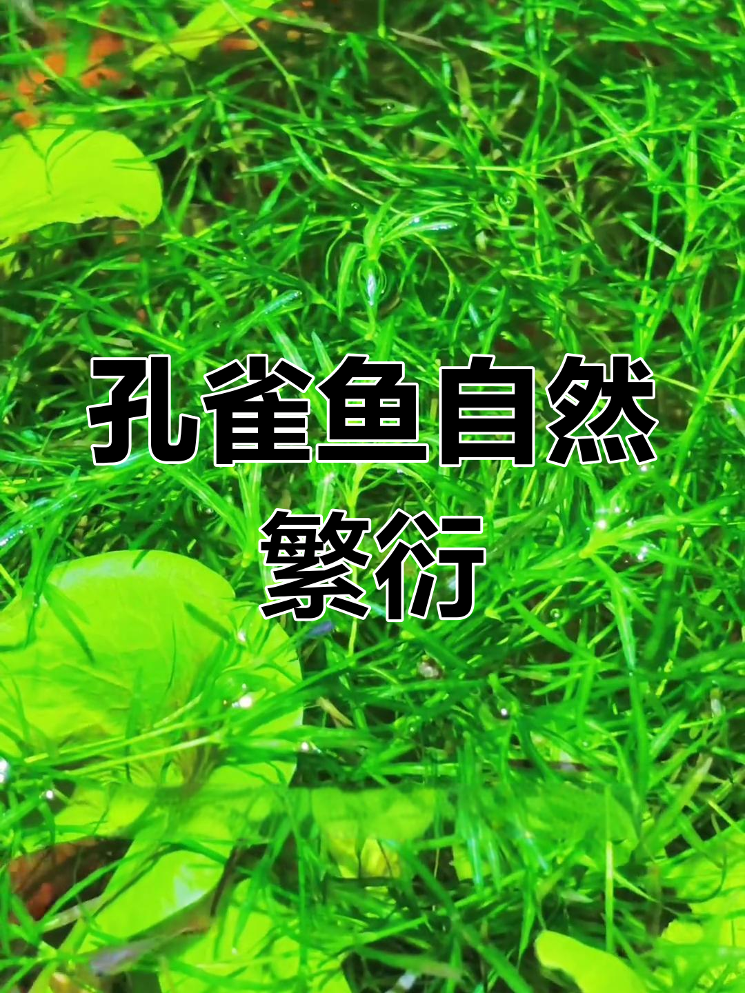 孔雀鱼轻松繁殖,竹节草助力爆缸,省心又高效!