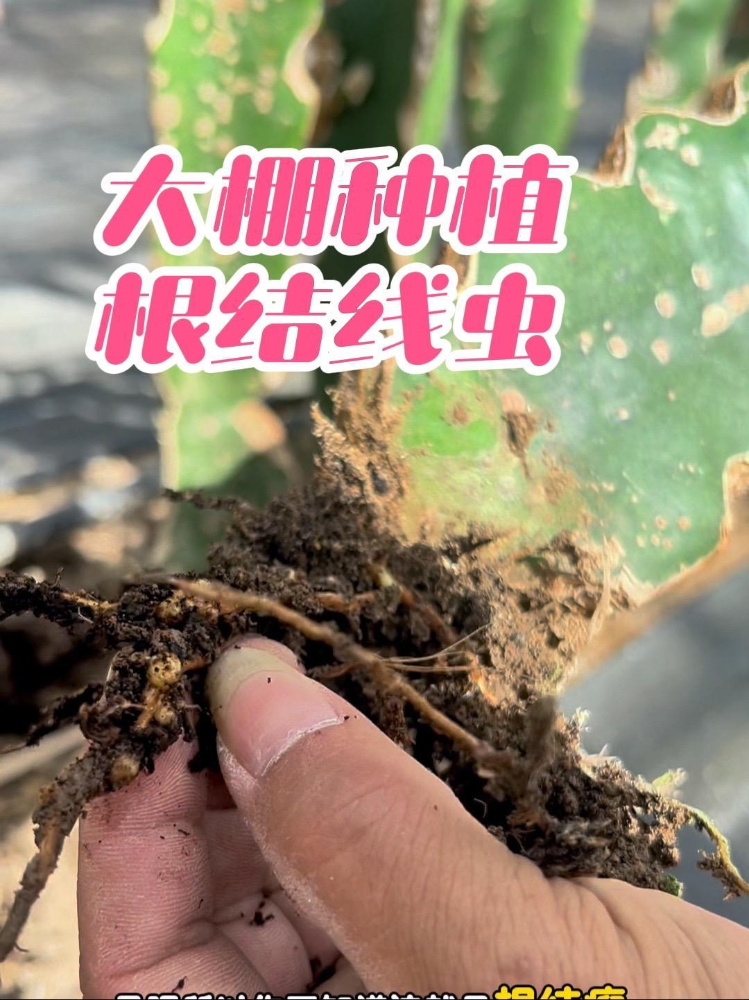 浙江省绍兴市大棚种植燕窝火龙果,得根结线虫,光线不足,长势差 南果北种火龙果 浙江种植燕窝