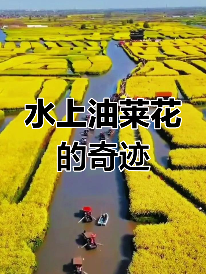 兴化千岛菜花:水乡垛田的油菜花奇观