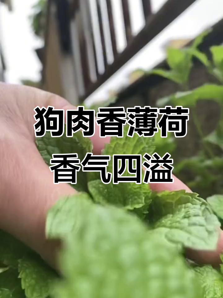 贵州狗肉香薄荷:美食与药材的完美结合