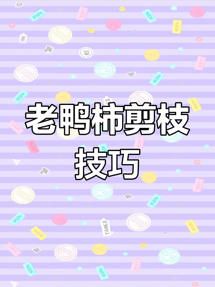 修剪老鸭柿,打造简洁而富有韵味的盆景艺术