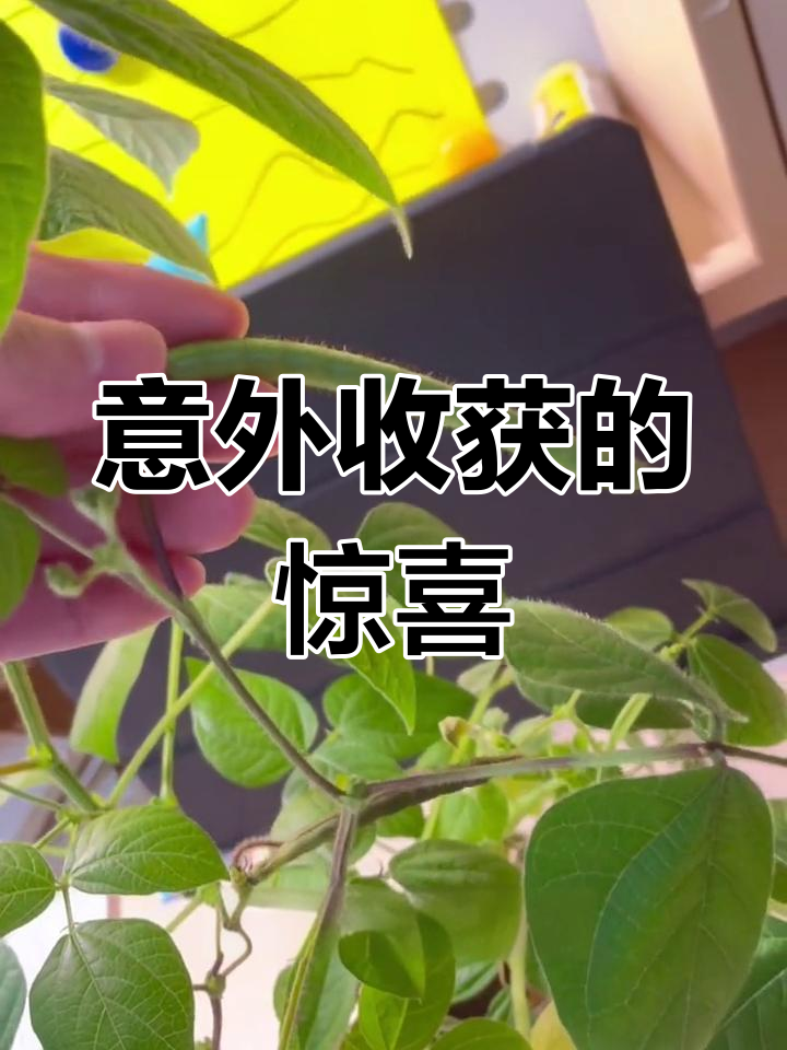 随手种绿豆,孩子浇水照顾,竟然长出豆荚!