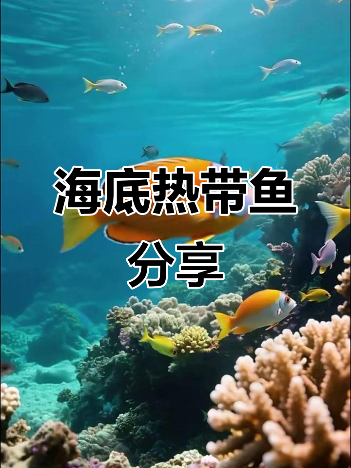 热带海底鱼大揭秘,美丽又神秘