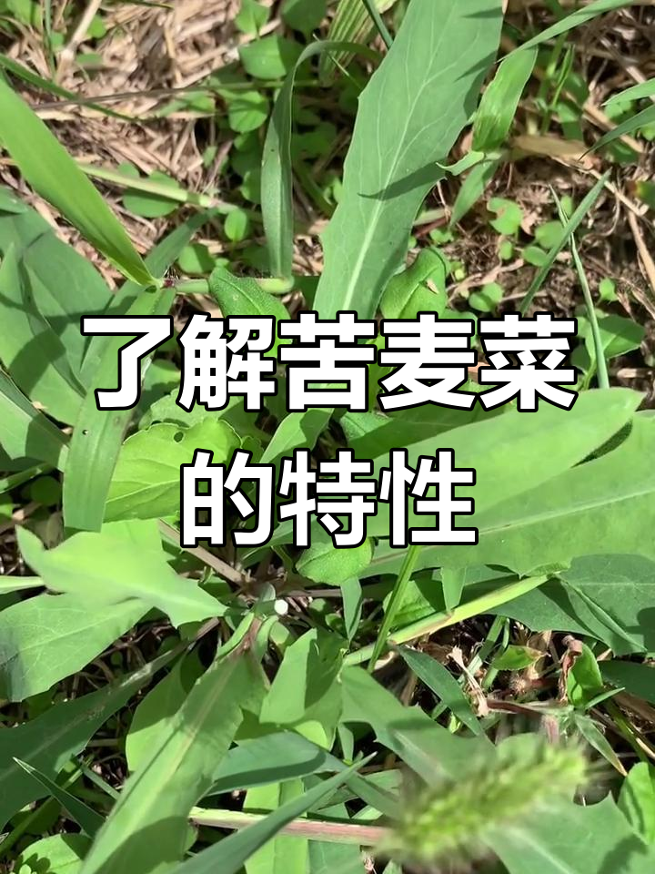 苦荬菜:你尝过吗?这种草本植物竟然能入药!