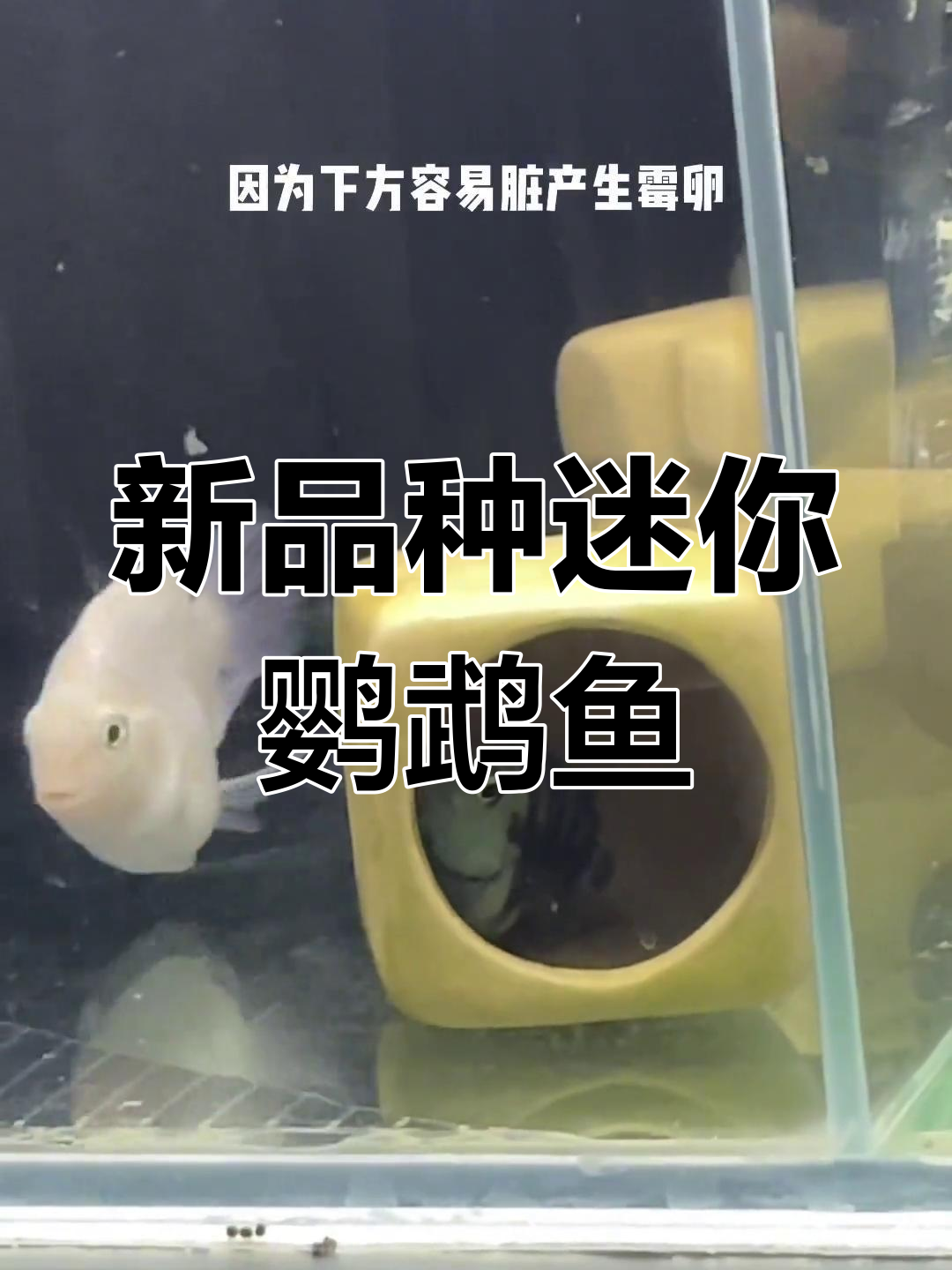 迷你鹦鹉鱼新品种实验:杂交组配对产卵全过程