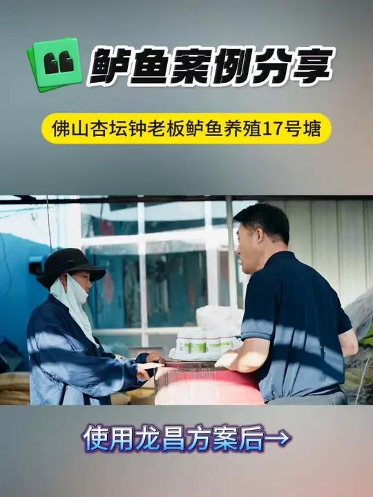 佛山杏坛钟老板,鲈鱼养殖17号塘案例真实反馈!鲈鱼养殖 龙昌水产胆汁酸 龙昌渔业观