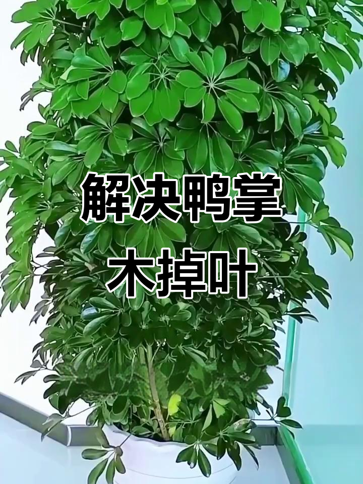 鸭掌木叶子发黑掉落?3招解决水光问题